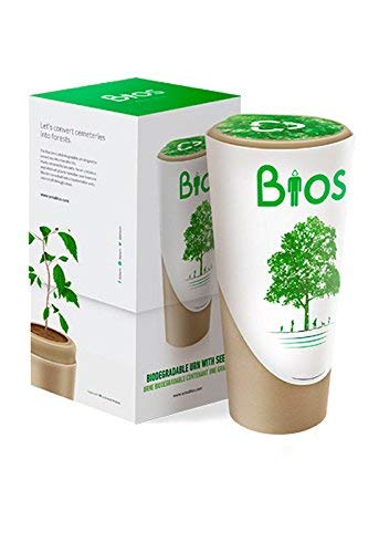 Probando urnas biodegradables
