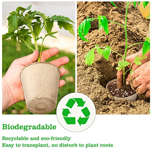 Probando macetas biodegradables