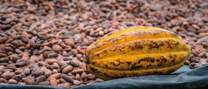 Beneficios del cacao organico